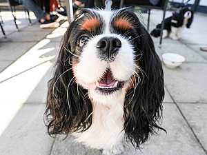 Medbring din hund til Hotel Ringkøbing mod forudgående aftale og betaling